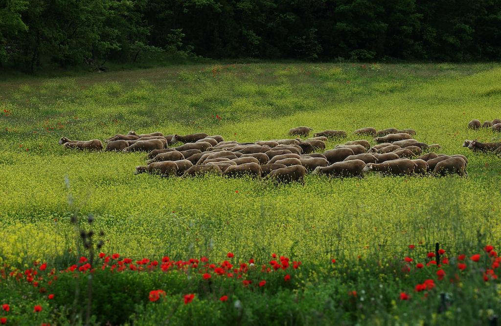 Une Campagne En Provence Bras Экстерьер фото